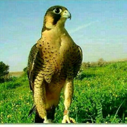 nawaf2019 nawaf2019
