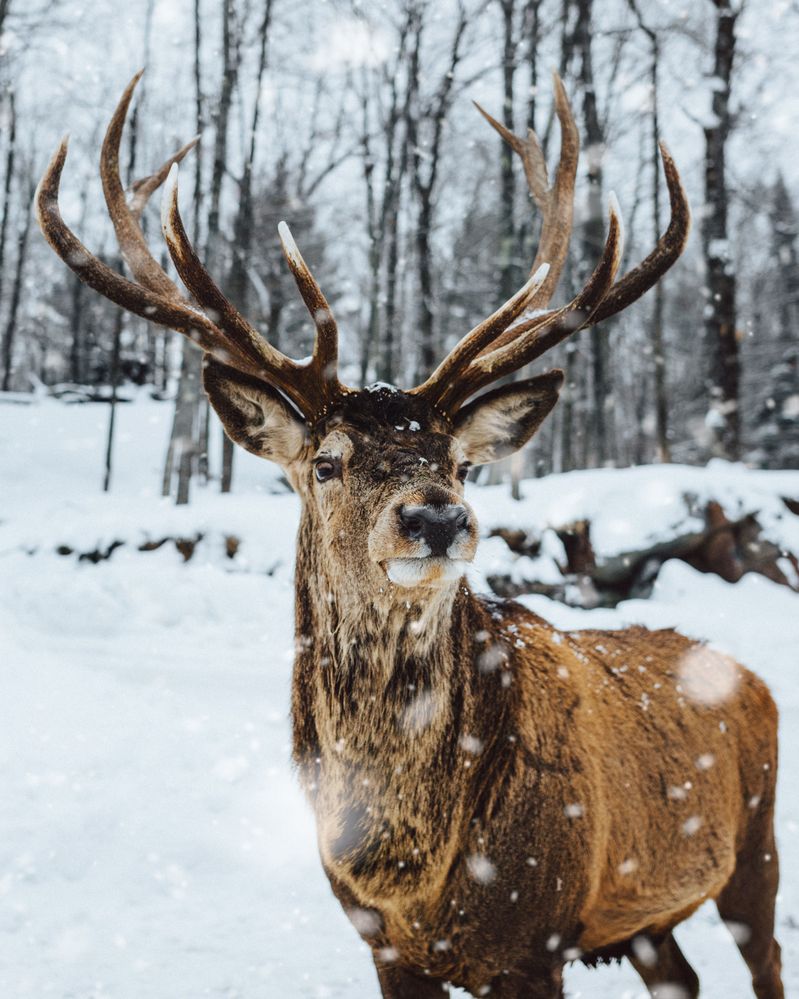 photo-of-deer-on-snow-3690511.jpg