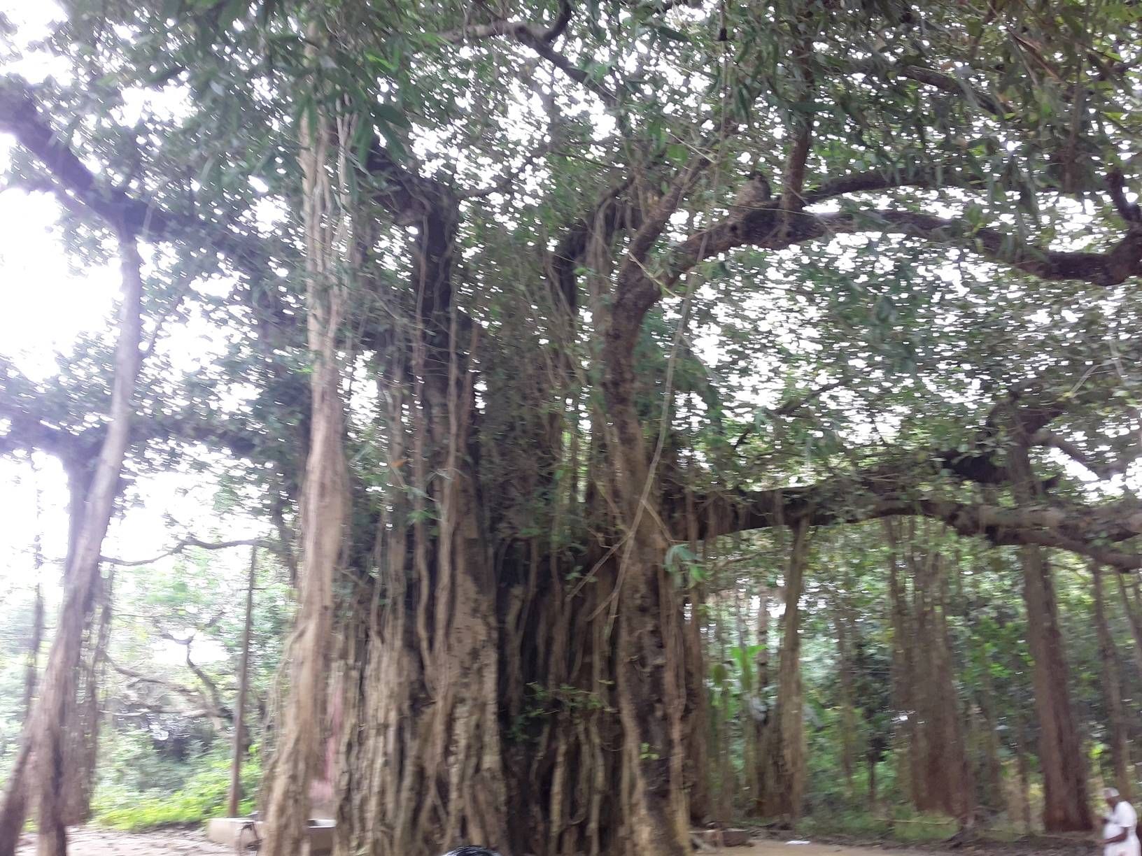 500 yrs old Banyan tree is seen in a village. - Samsung Members