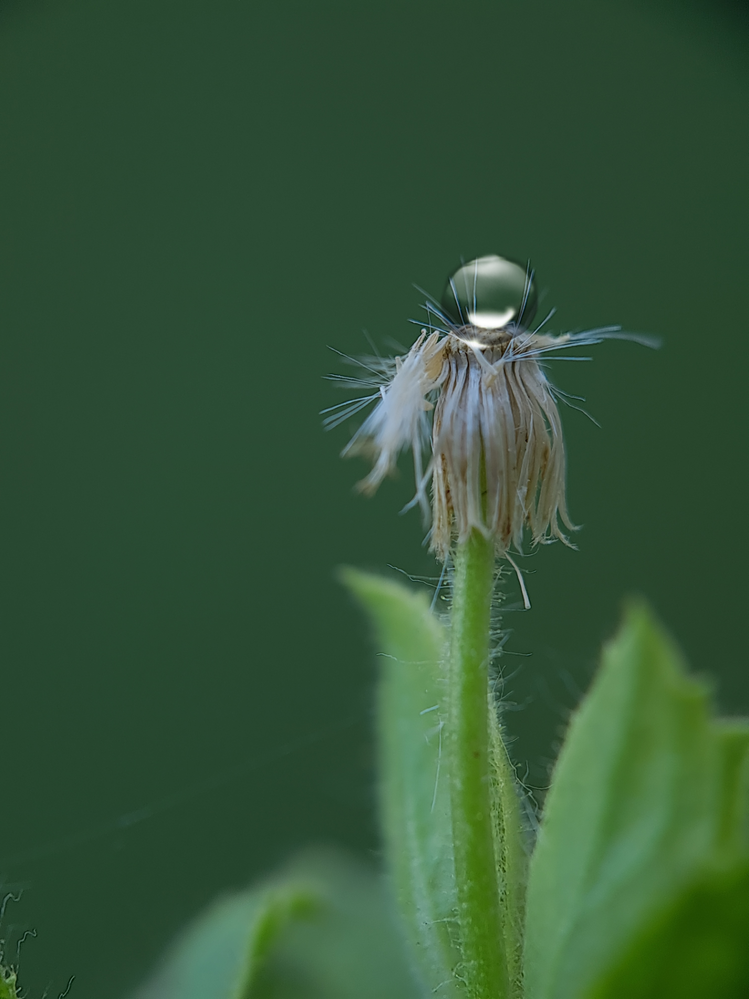 Samsung Galaxy S20 Macro Photo 2025