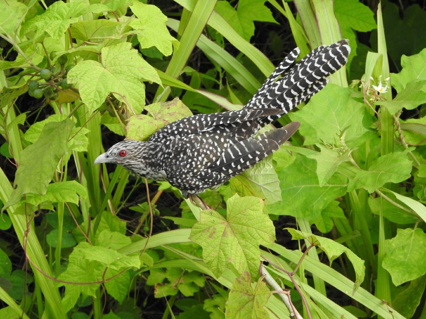 Cuckoo Nature Birds with Red Eyes - Samsung Members