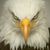 eagle_eye