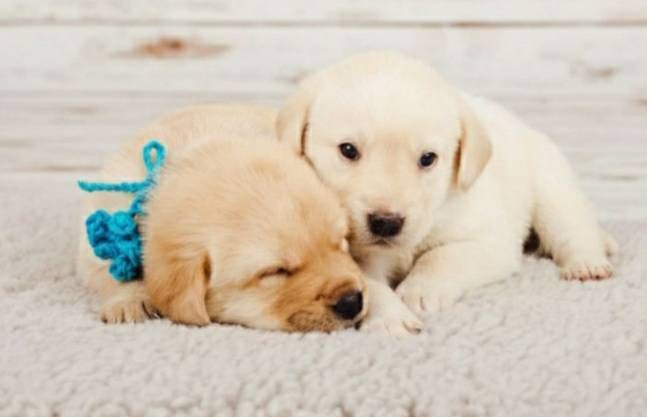 Very Cute Puppy - Samsung Members