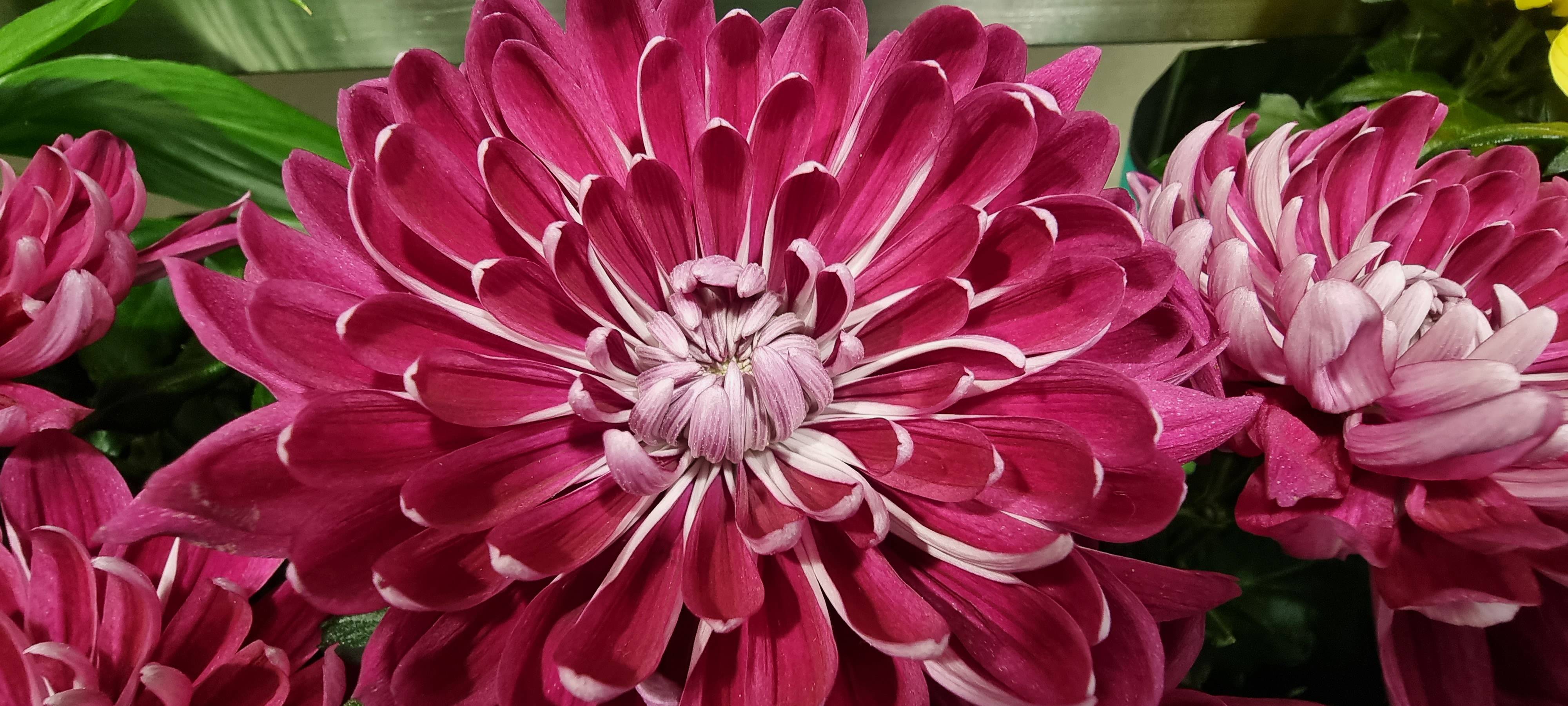 Samsung S21 Macro Camera 2025