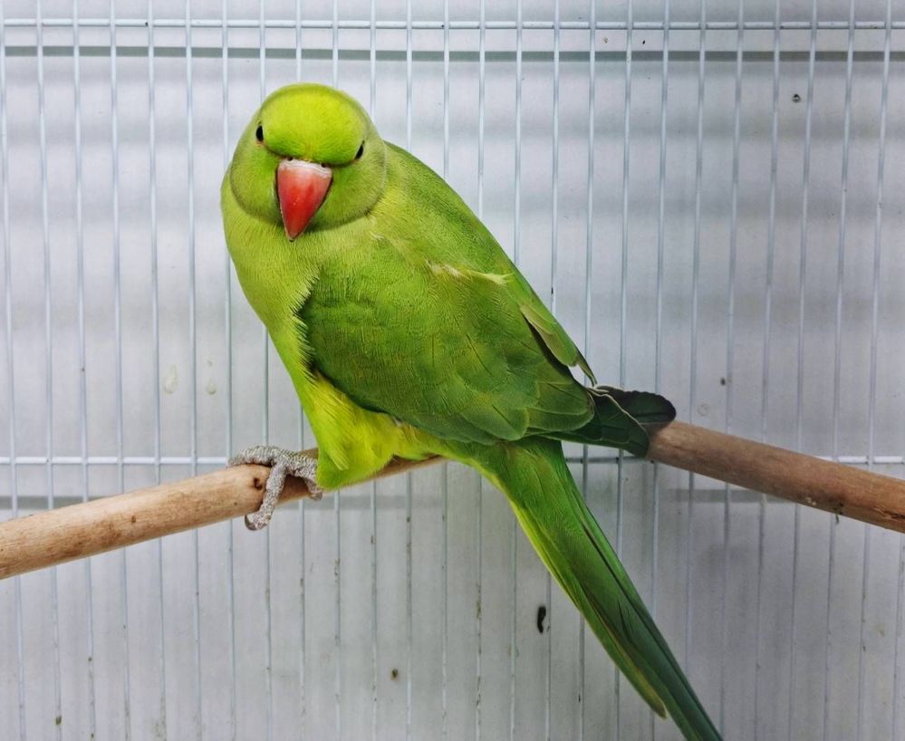 Green parrot love bird in the cage .samsung galaxy... - Samsung ...