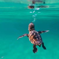 --  EarthPix  -- on Instagram_ _Baby sea turtle -- _-- _benjhicks__CQTfhkal8P9_0(JPG)_795.jpg