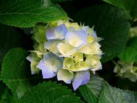 Hydrangeas_251.jpg