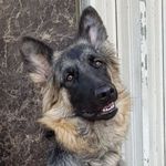 SuzyTheGSD