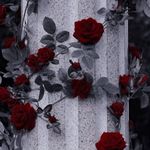 Rose_