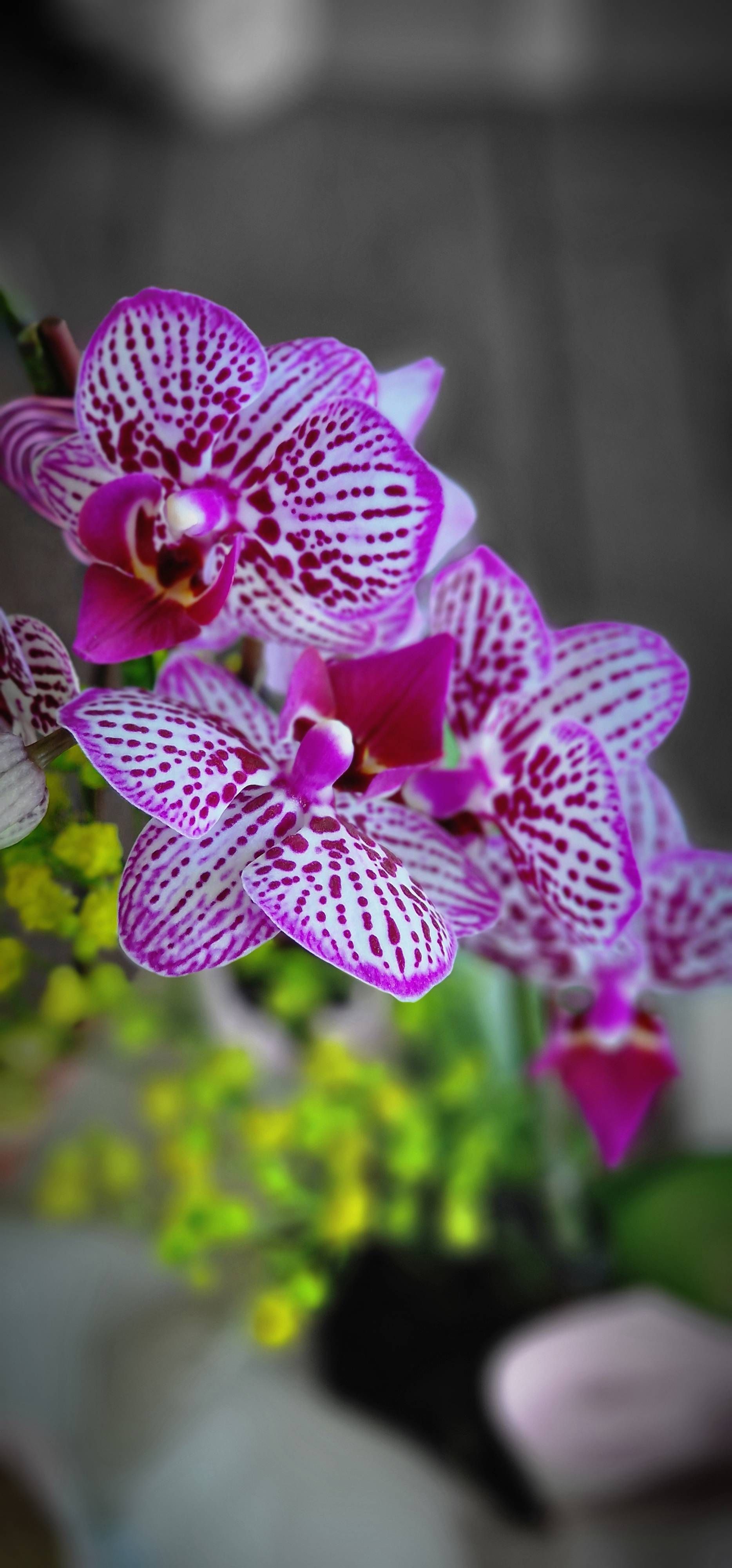 Orchidées de la Réunion - Samsung Members