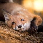 TheLilFox1