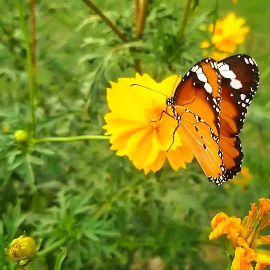 Butterflies are selfpropelled flowers Samsung Members