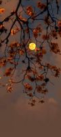 Autumn moon_18493_1637645962.jpg