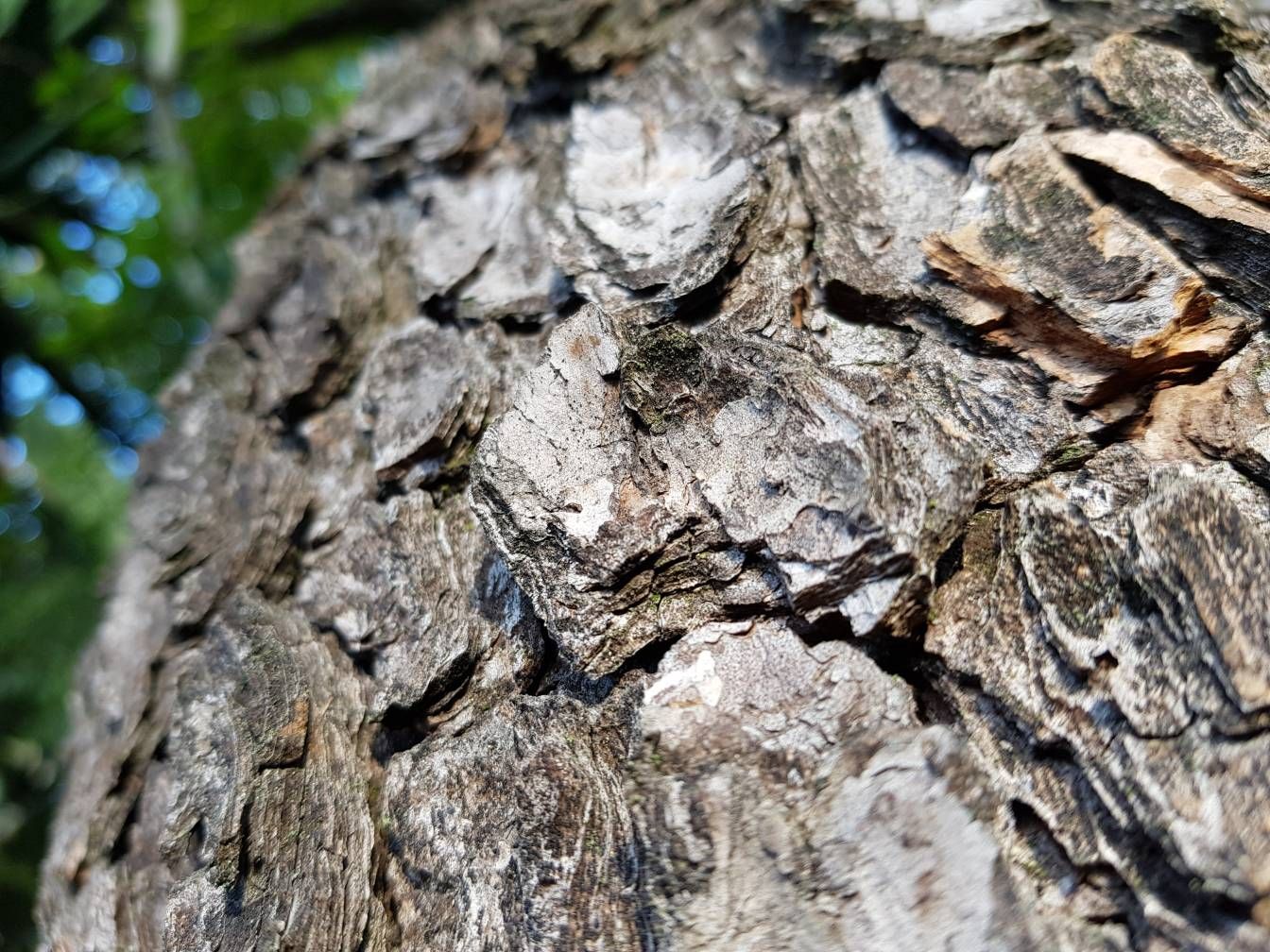 Beautiful Tree Bark - Samsung Members