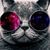 COOL-CAT