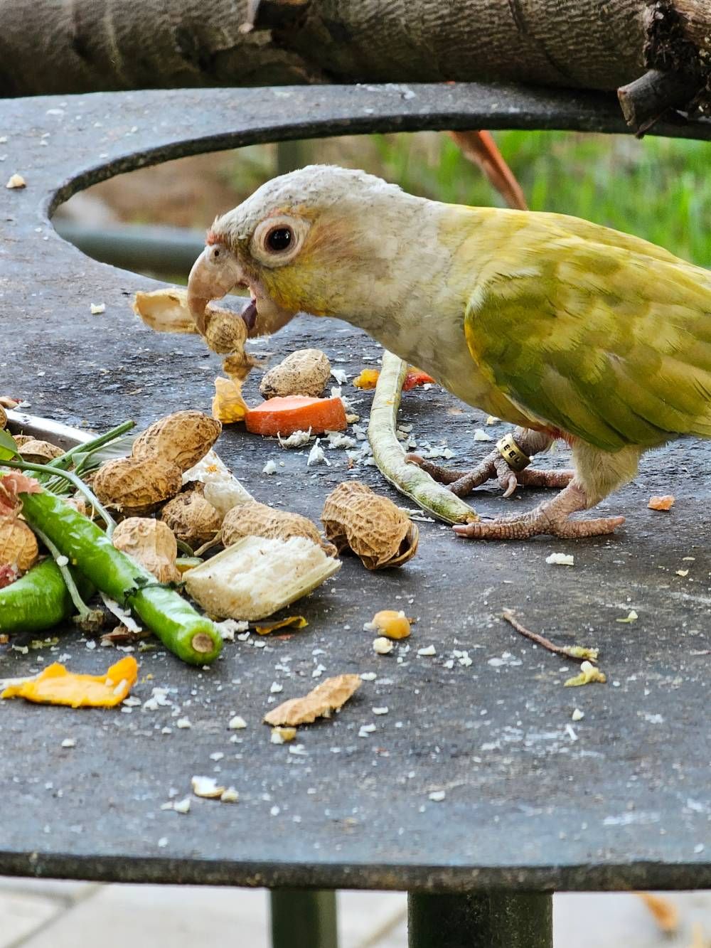 Green Cheeked Conure | Pyrrhura Molinae | Green Ch... - Samsung Members