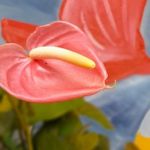 Rohini_R