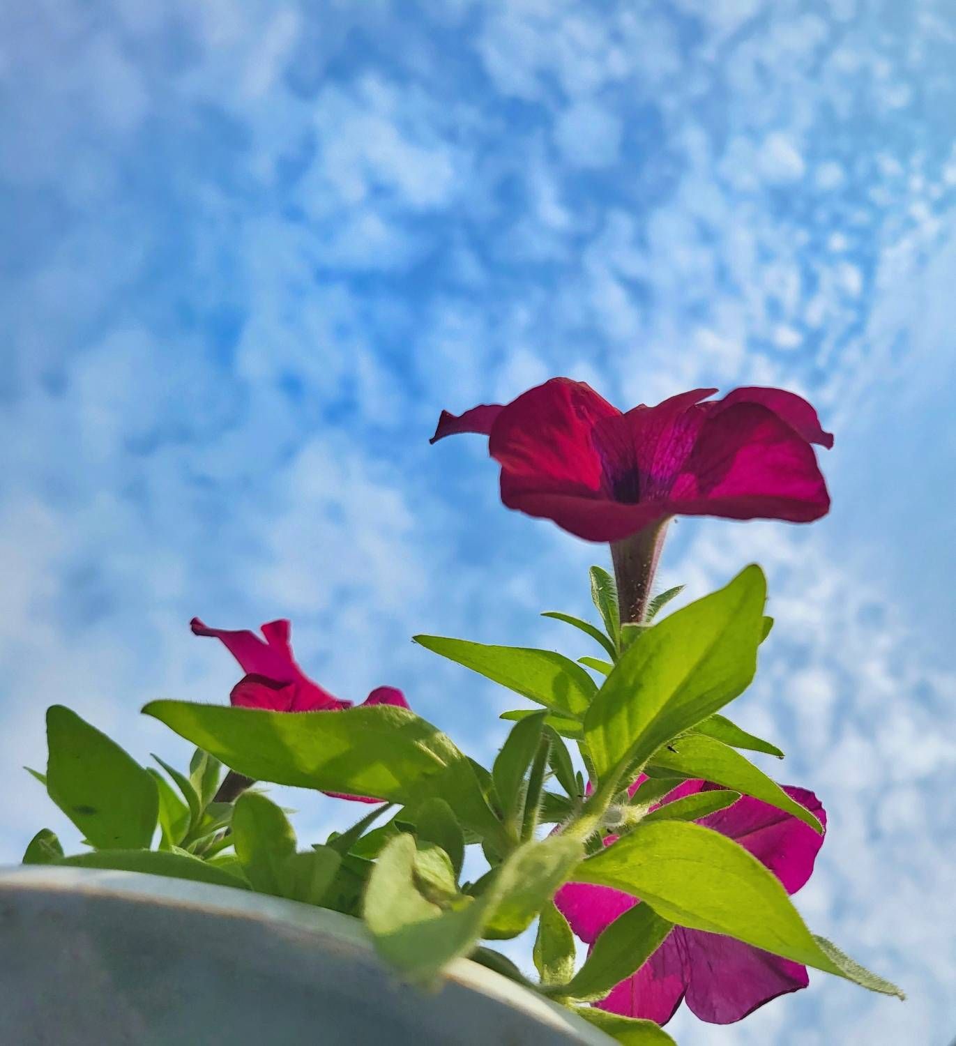 Sunkissed flowers💐 Samsung Members