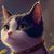 black_cat70
