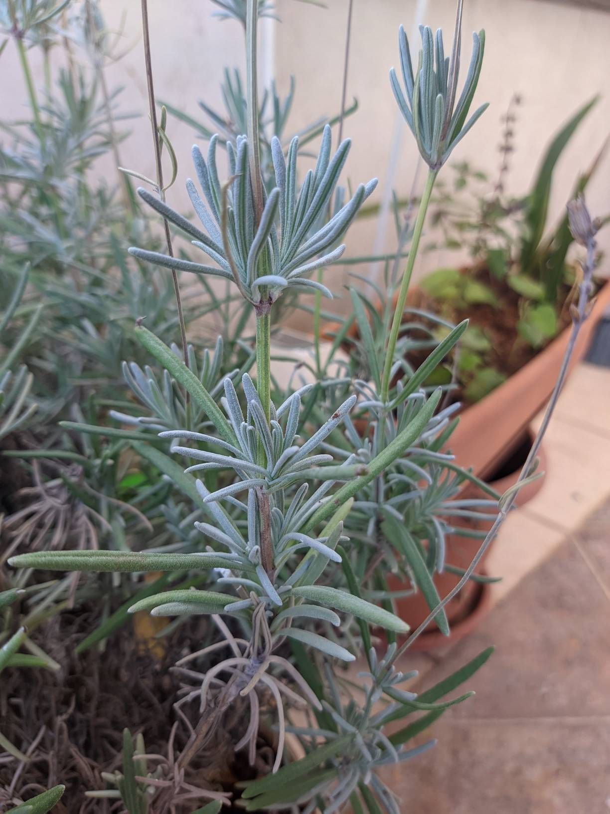 Samsung A70 Google Kamera S22 Ultra Config Perform... Samsung Members