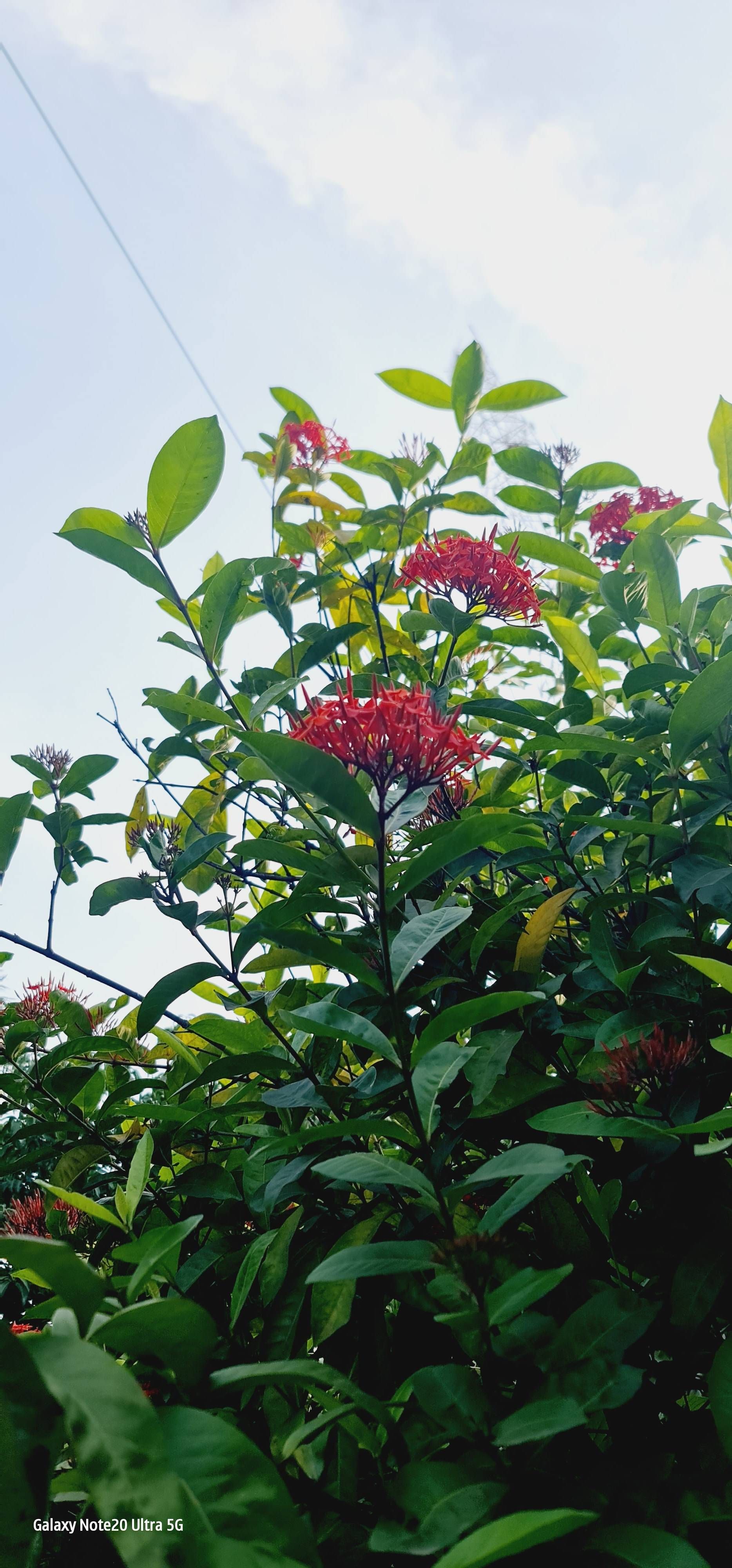 Shot on Galaxy S24 ultra - Samsung Members