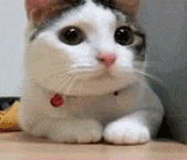 1736230245588.gif