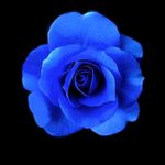 RoseBlue